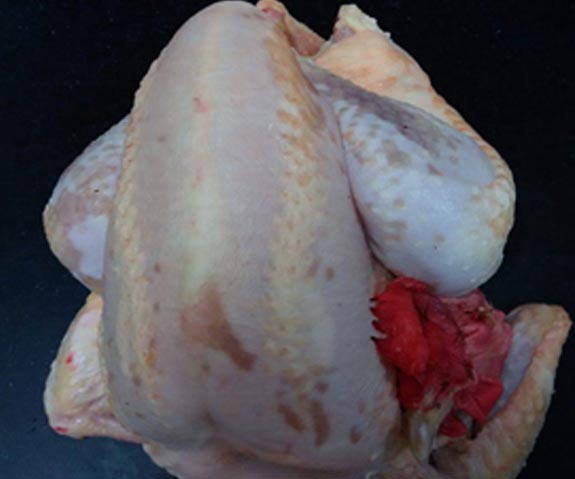 Gros poulet fermier Terroir d'Azergues