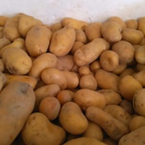 Pommes de terre Terroir d'Azergues